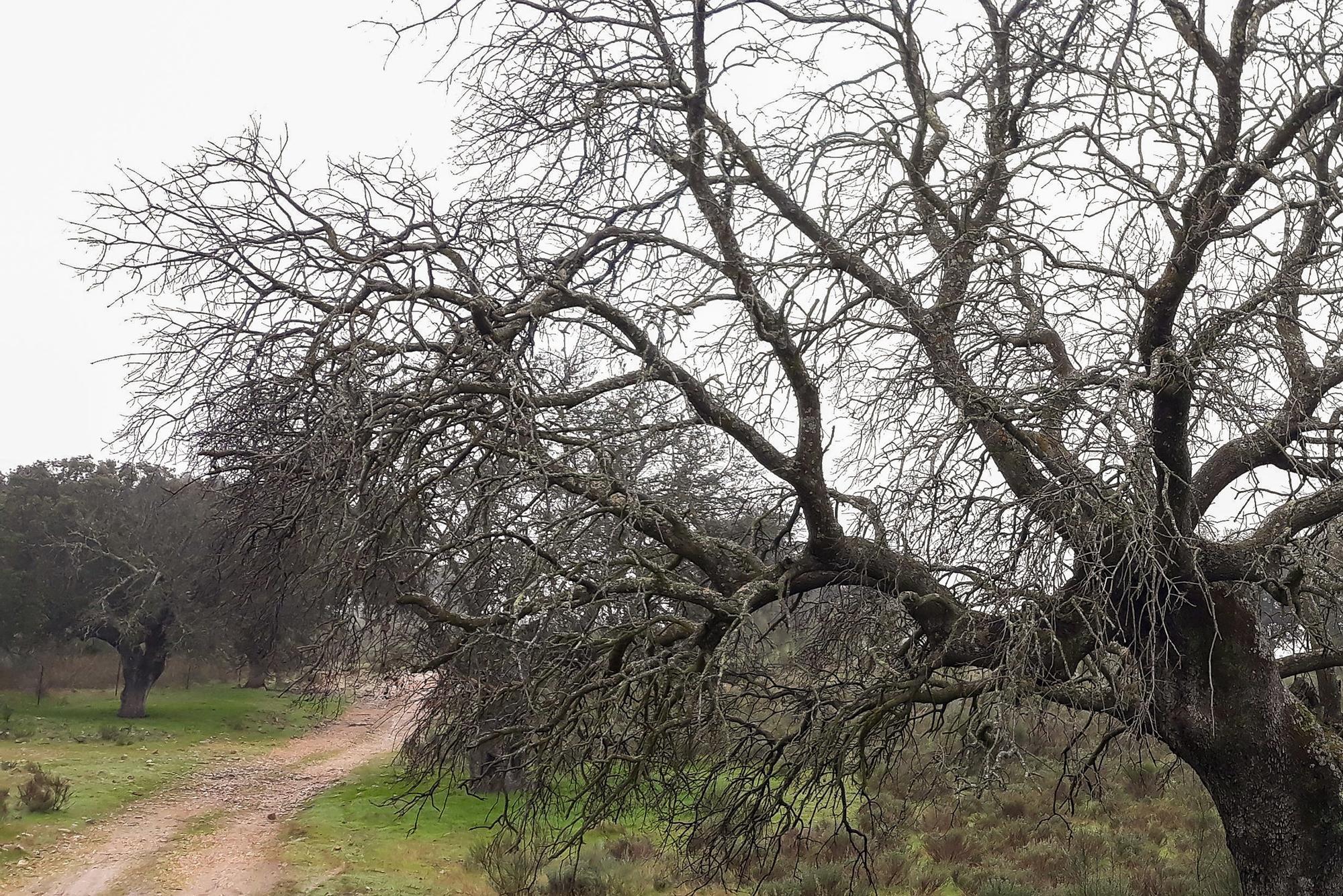 Encina afectada la seca